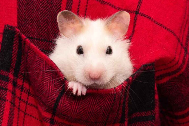 Visual Reference: Hamster Breeding Tips And Care