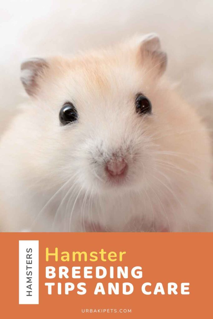 Image showcasing Hamster Breeding Tips and Care – Urbaki Pets