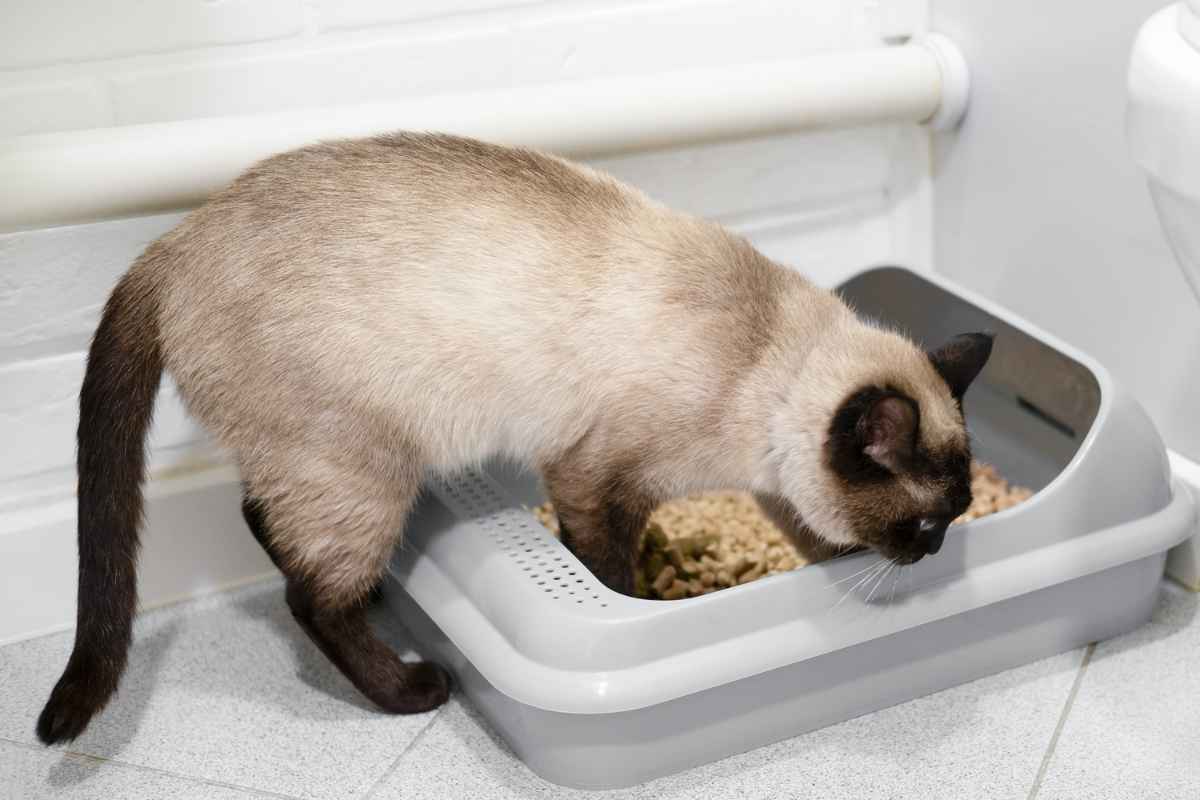 How To Litter Train Baby Kittens Urbaki Pets how-to-litter-train-baby-kittens-urbaki-pets