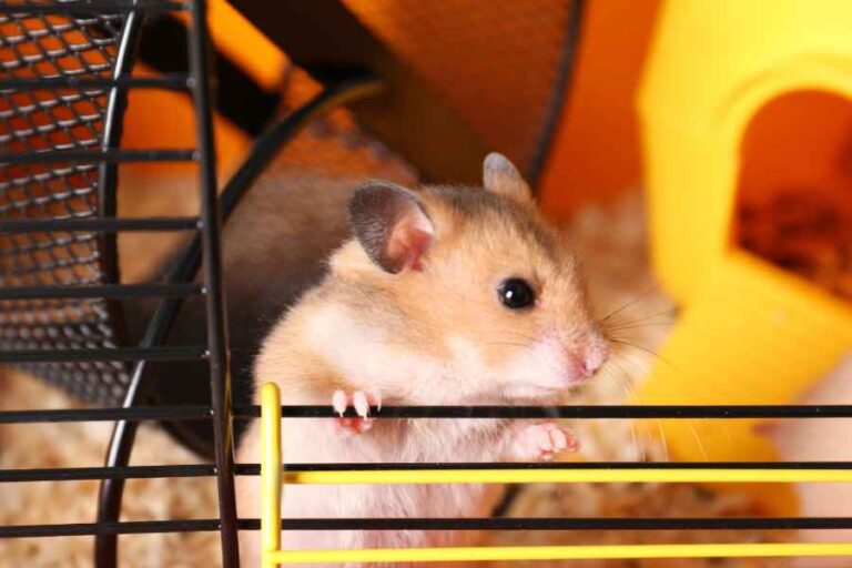 Bar Chewing Is NOT Normal, It’s Harmful To Your Hamster Urbaki Pets