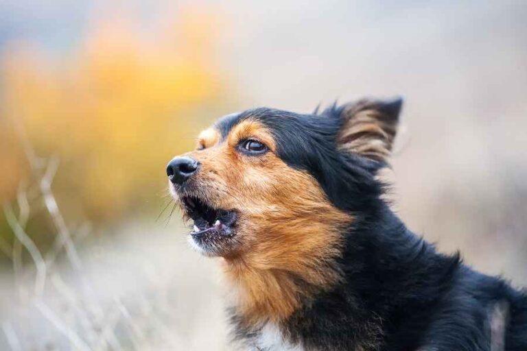 Image showcasing Train Your Dog to STOP BARKING at EVERYTHING! – Urbaki Pets