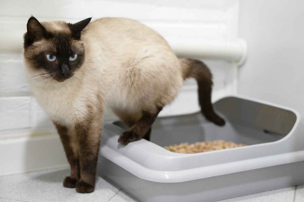 How To Litter Train Baby Kittens Urbaki Pets how-to-litter-train-baby-kittens-urbaki-pets