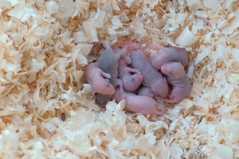 How to Take Care of My Newborn Hamsters – Urbaki Pets