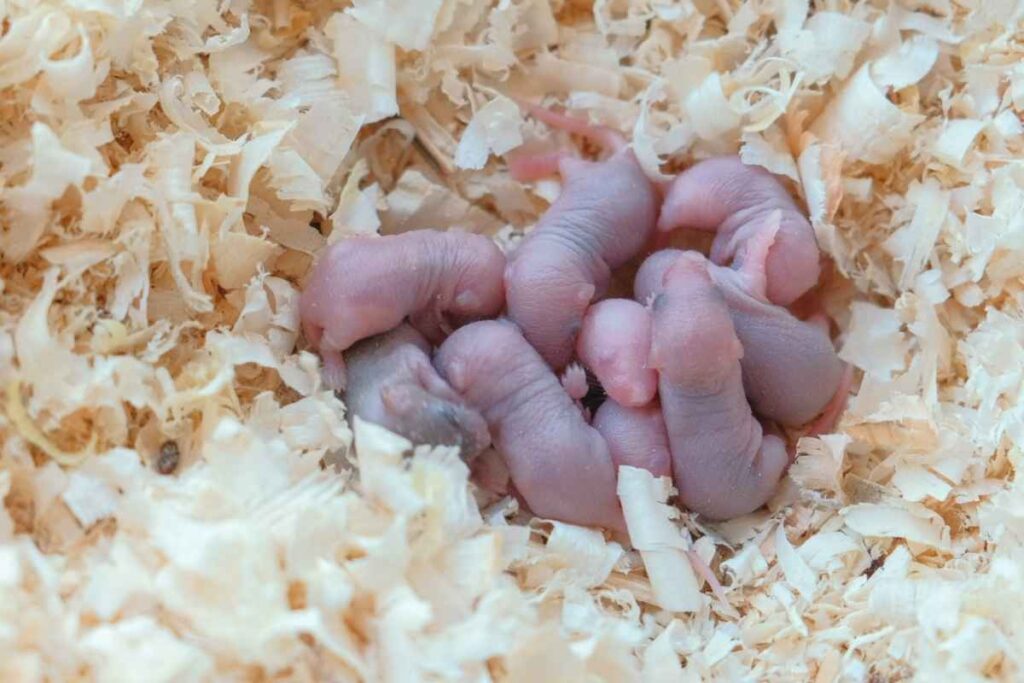 How to Take Care of My Newborn Hamsters – Urbaki Pets