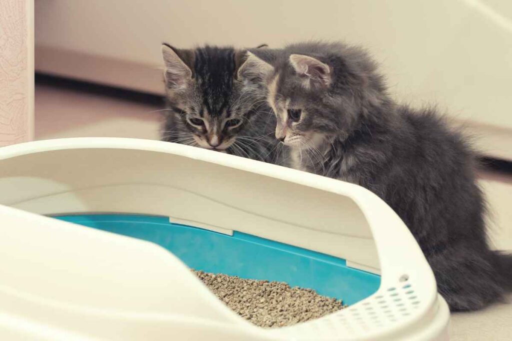 How To Litter Train Baby Kittens Urbaki Pets how-to-litter-train-baby-kittens-urbaki-pets