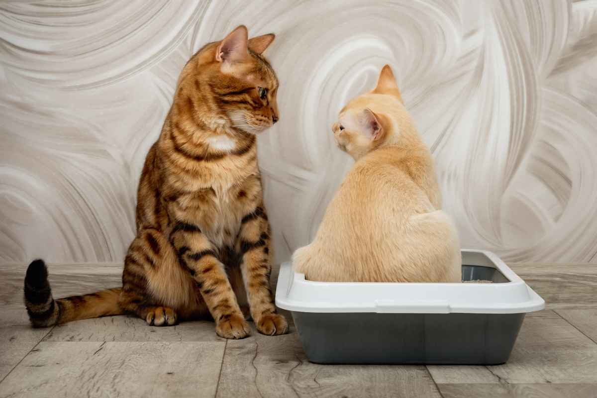 How To Litter Train Baby Kittens Urbaki Pets how-to-litter-train-baby-kittens-urbaki-pets