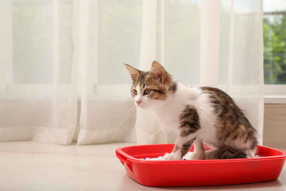 How To Litter Train Baby Kittens Urbaki Pets how-to-litter-train-baby-kittens-urbaki-pets