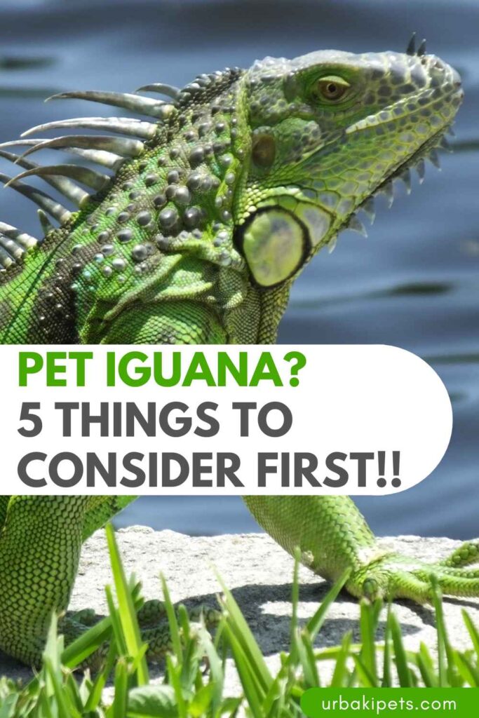 Buying A Pet Iguana 5 Things To Consider First Urbaki Pets