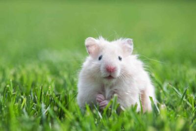 Image showcasing Common Hamster Health Issues – Urbaki Pets