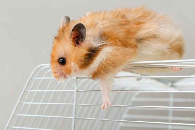 What Should the Ideal Cage be like for my Hamster? - Urbaki Pets - Ideal Hamster Hideaways Fitting Ad Responsibes