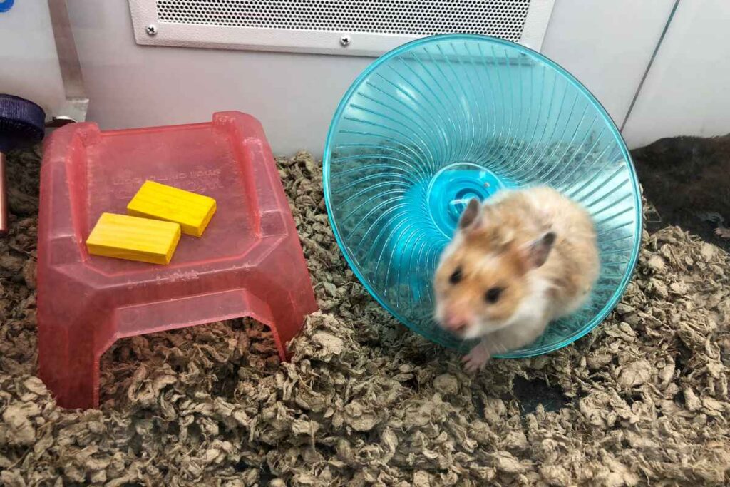 Picture of How to Choose the Right Cage for my Hamster? – Urbaki Pets