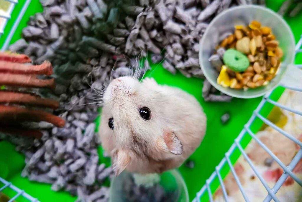 Picture of How to Choose the Right Cage for my Hamster? – Urbaki Pets