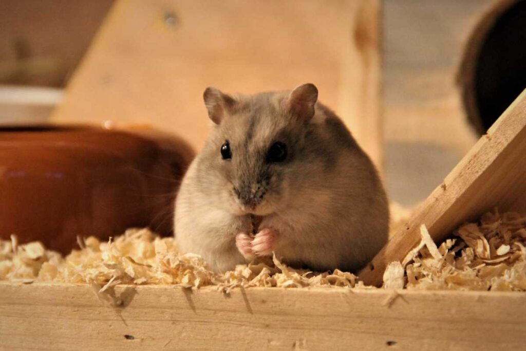 Common Hamster Health Issues – Urbaki Pets