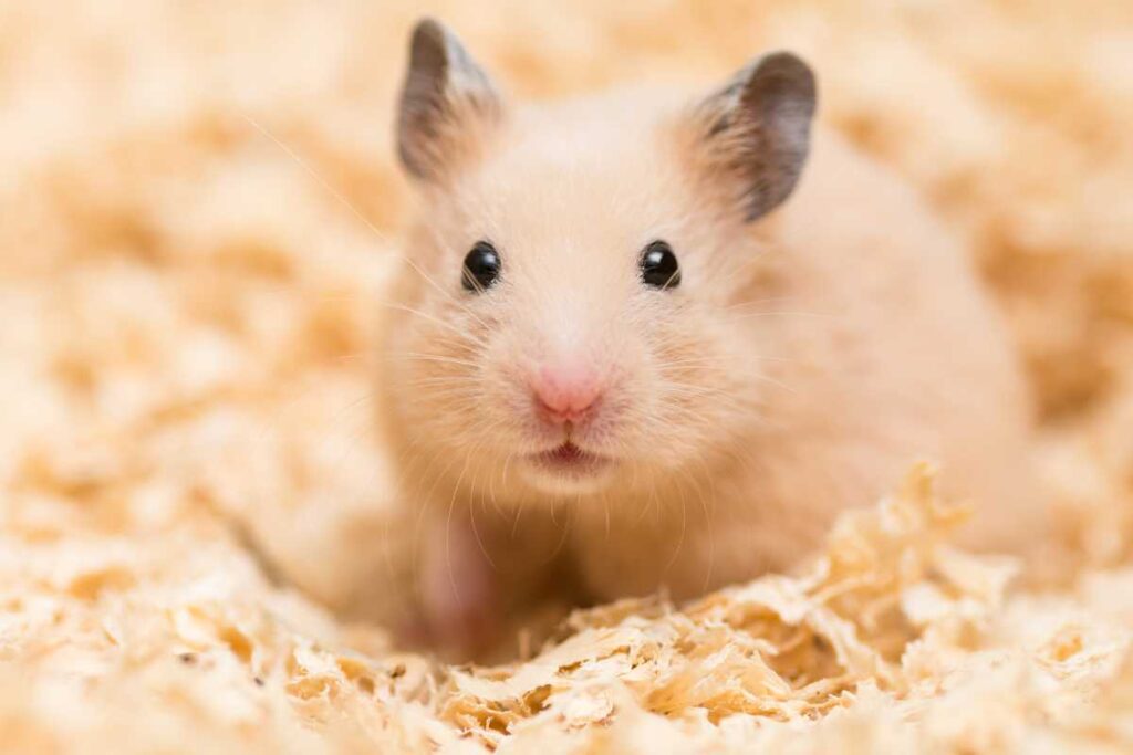 View of Common Hamster Health Issues – Urbaki Pets