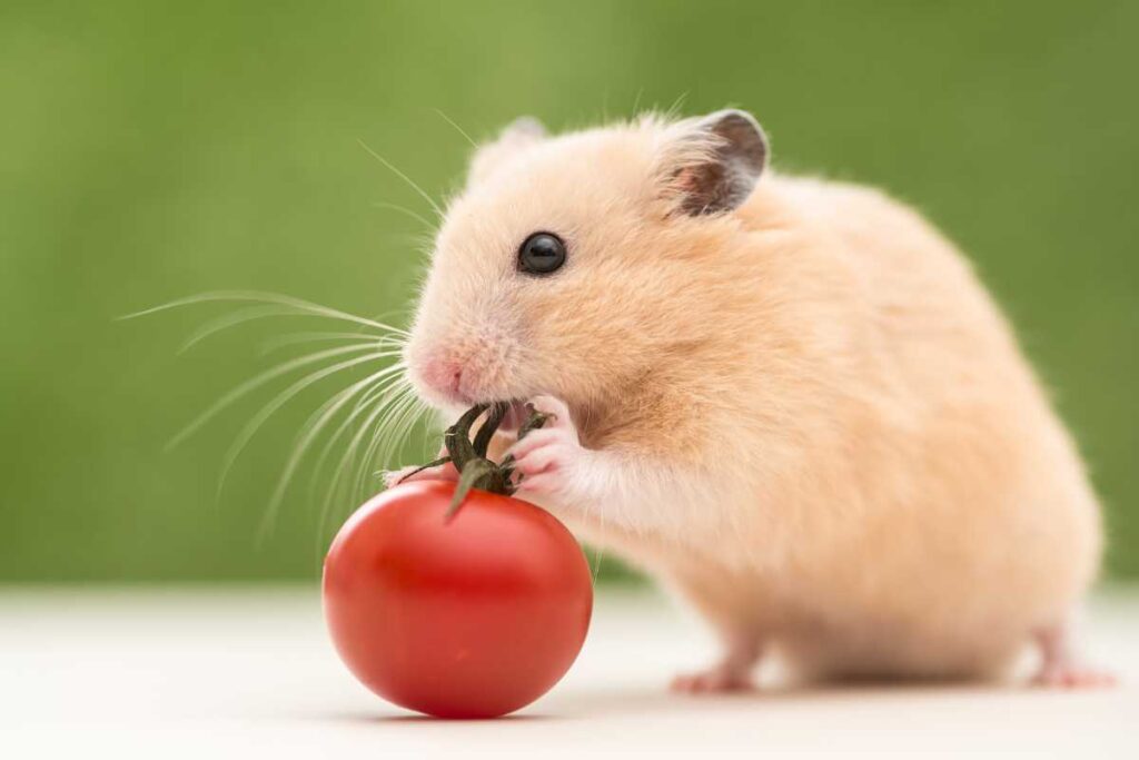 Curated visual reference: Picture Idea: Common Hamster Health Issues