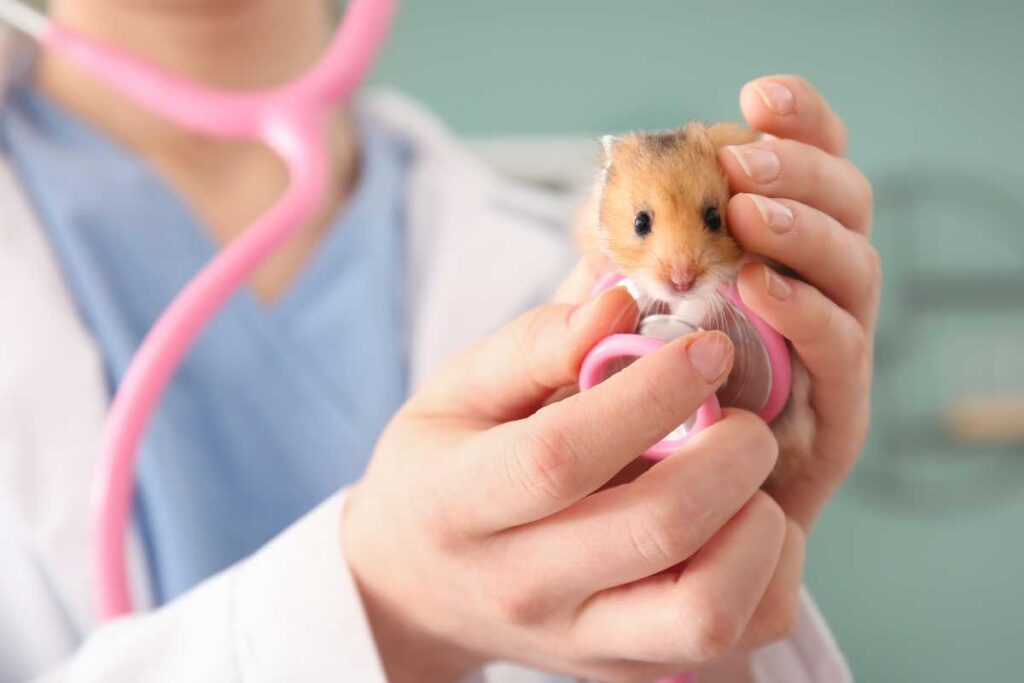 Picture of Common Hamster Health Issues – Urbaki Pets