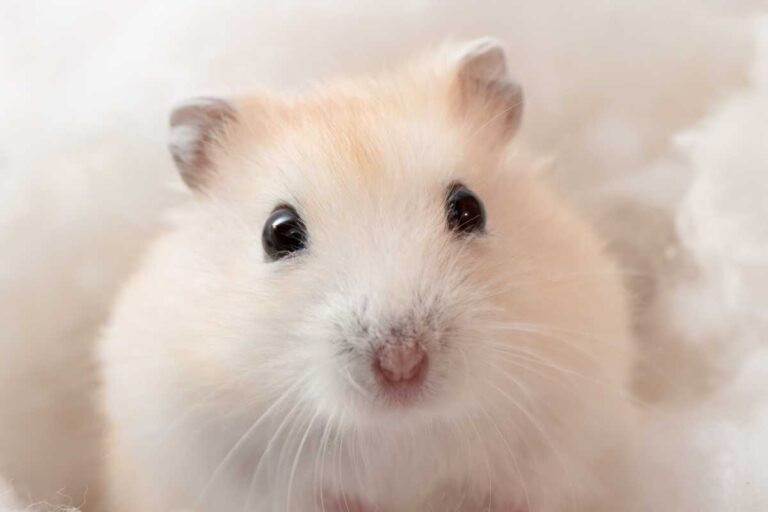 Stunning Hamster Health Concerns In Older Age image