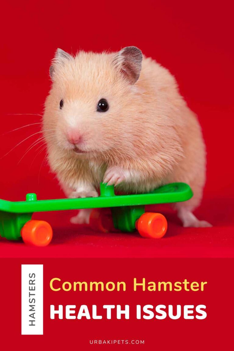 Illustration of Breeding Hamsters For Potential Health Issues