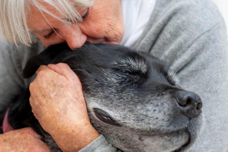 Elderly-Dog