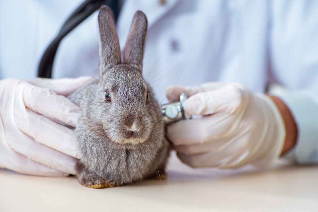 8 Life Saving Rabbit Hacks You NEED to Know! – Urbaki Pets
