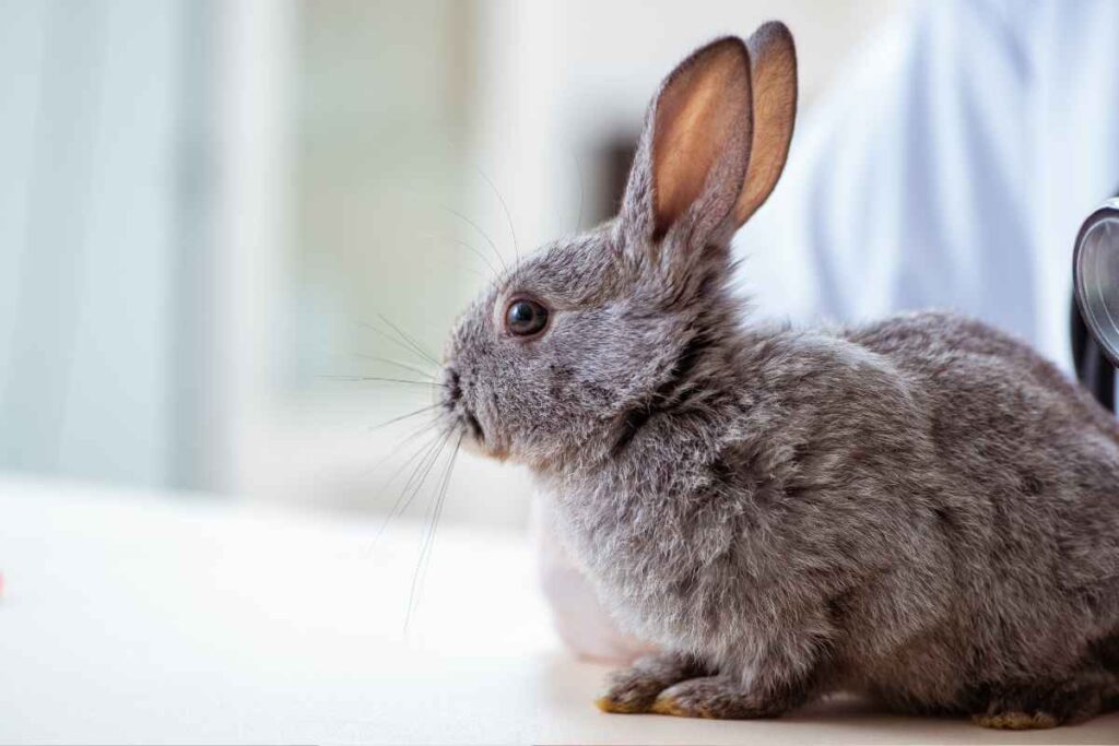 8 Life Saving Rabbit Hacks You NEED to Know! – Urbaki Pets
