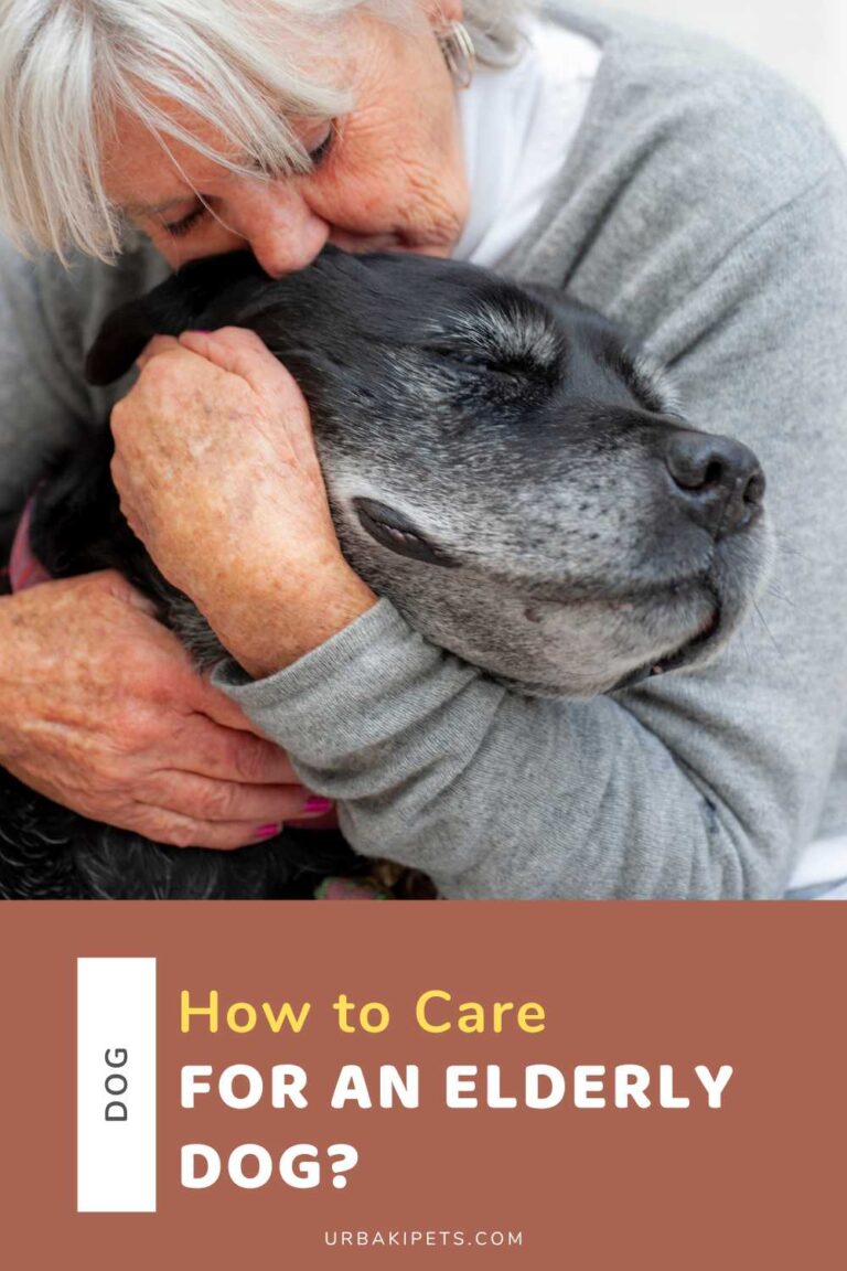 Image showcasing How to Care for an Elderly Dog? – Urbaki Pets