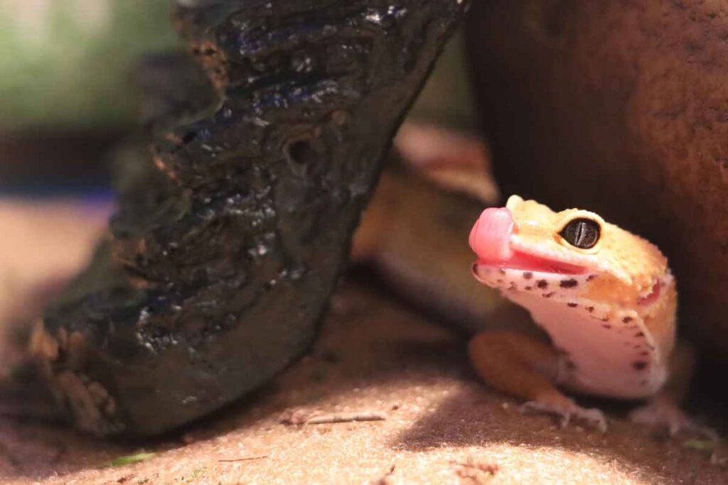 15 Things You Should Know If You Have a Gecko – Urbaki Pets