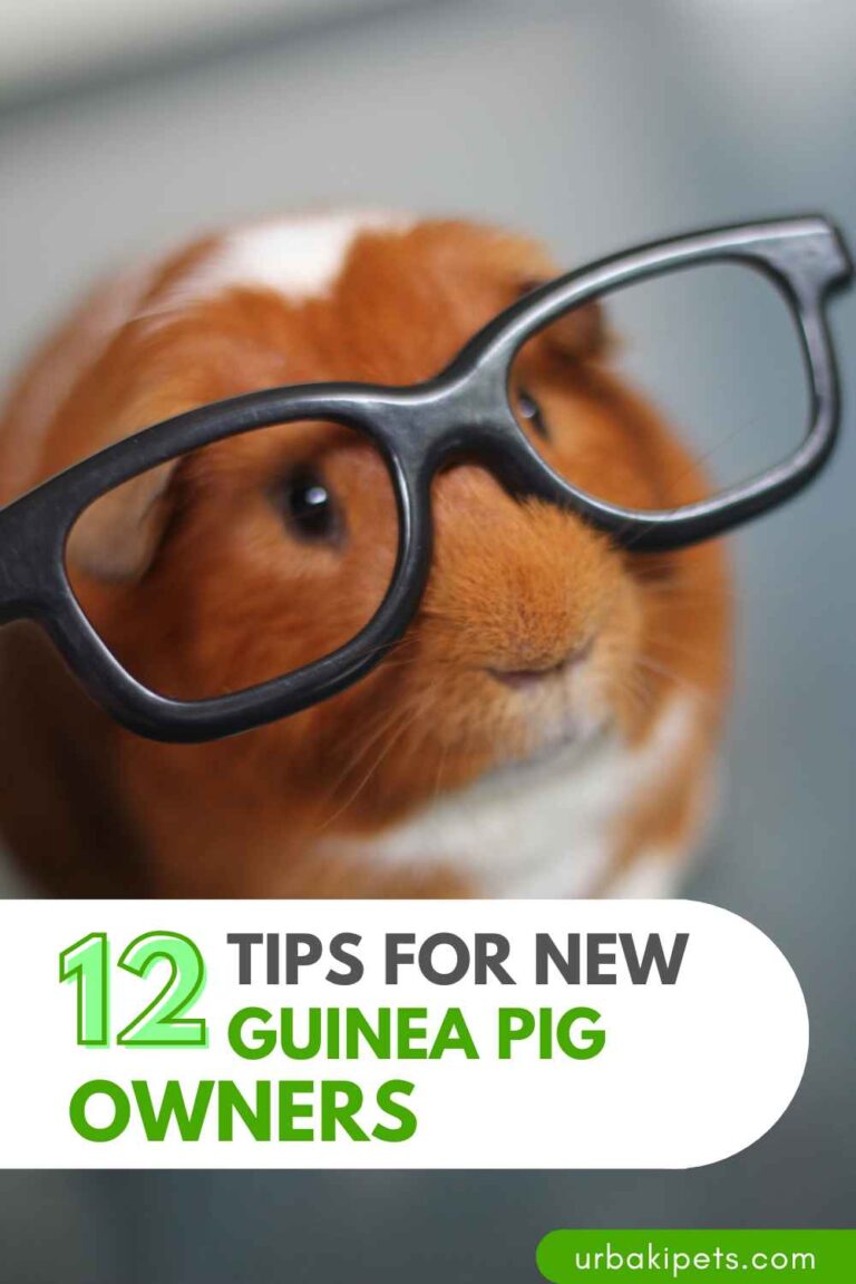 Top 12 Tips for New Guinea Pig Owners! – Urbaki Pets