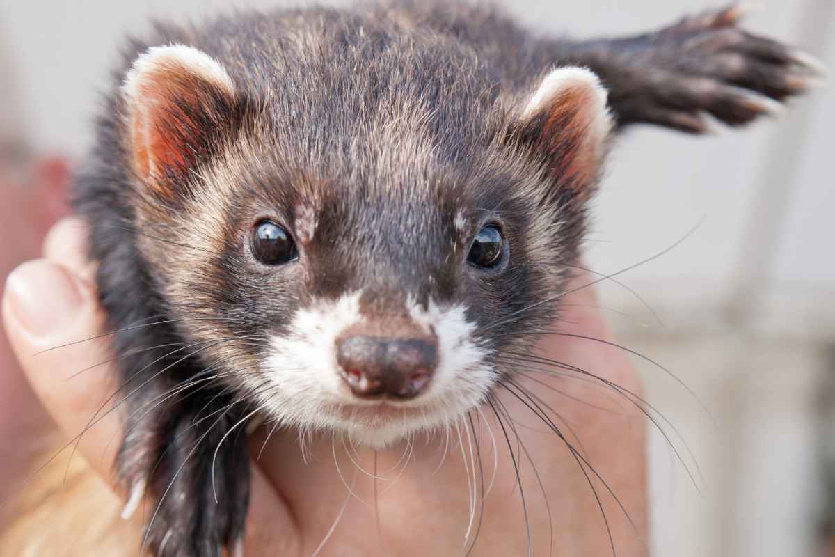 11 FUN Ways to Bond With Your Ferret Urbaki Pets