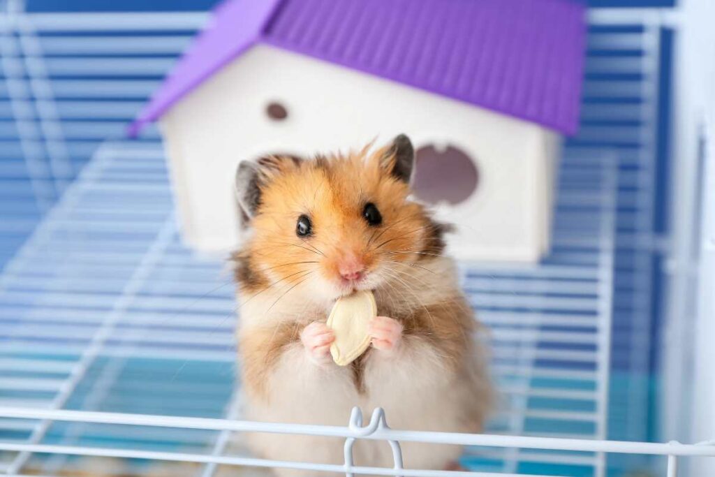 A Cheap and Easy IKEA Hamster Cage Tutorial – Urbaki Pets
