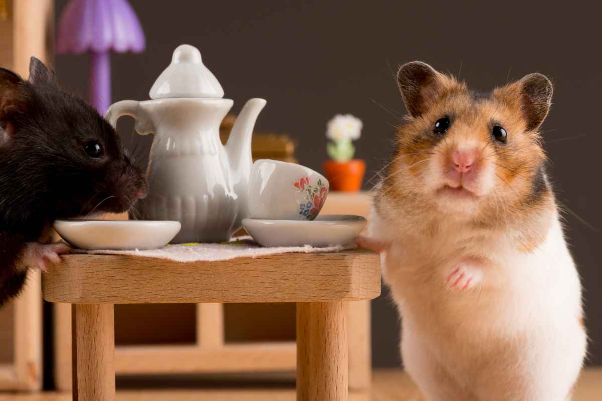 A closer look at Hamster Habitat Tutorials