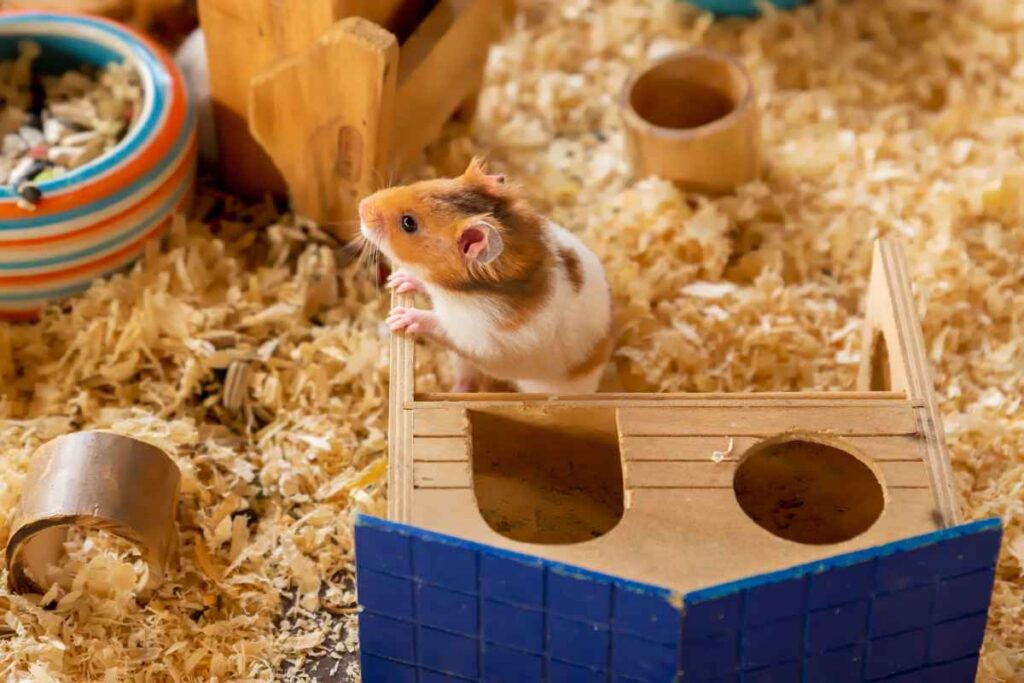 Photo inspiration: Picture Idea: A Cheap And Easy Ikea Hamster Cage Tutorial
