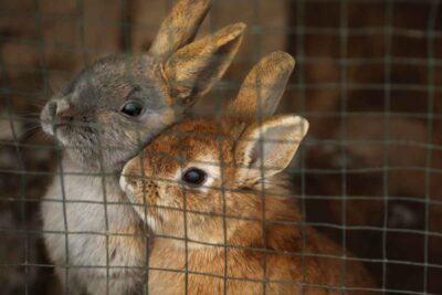 Real Talking Rabbits 13 Sounds Rabbits Make and What They Mean – Urbaki Pets
