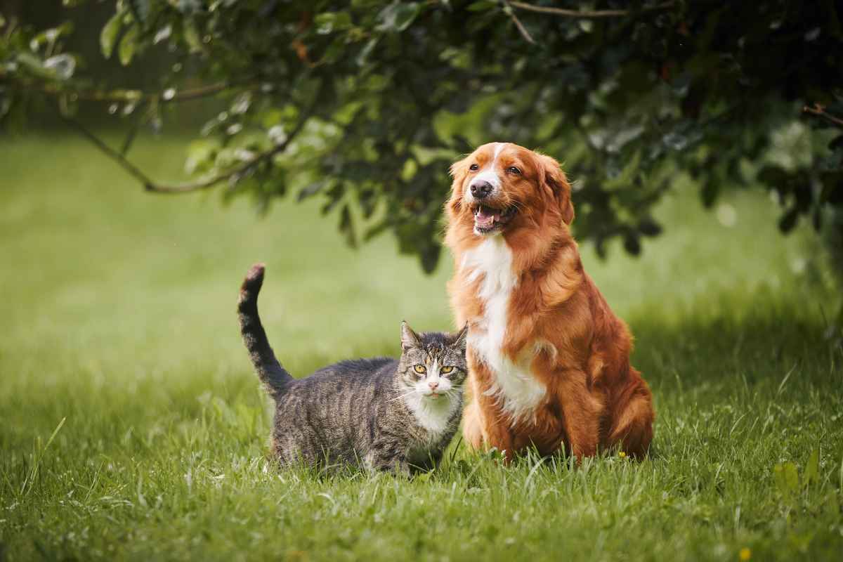 10 Proven Tips To Raise Dogs And Cats Together Peacefully Urbaki Pets