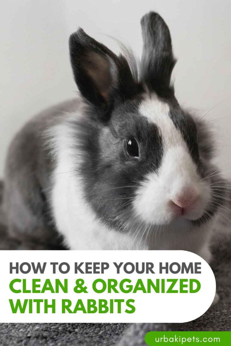 Photo inspiration: Rabbit Gut Loading And Cleaning Tips Reference: How To Keep Your Home Clean Organized With Rabbits