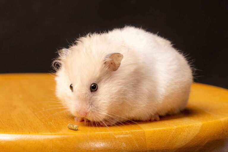 Safe and Easy Hamster Cage Cleaning Guide – Urbaki Pets - Quick Hamster Cage Cleaning Tips