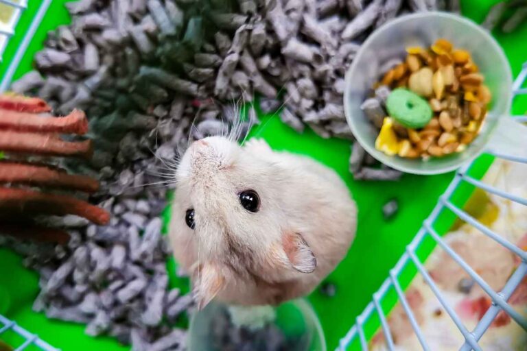 Easy To Care Hamster Crate photo