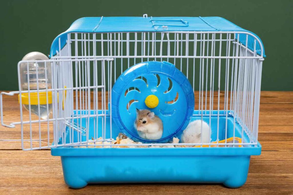 Photo inspiration: Visual Reference: Safe And Easy Hamster Cage Cleaning Guide