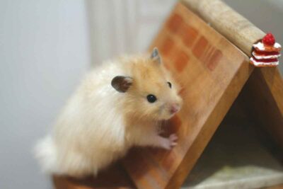 Safe and Easy Hamster Cage Cleaning Guide – Urbaki Pets