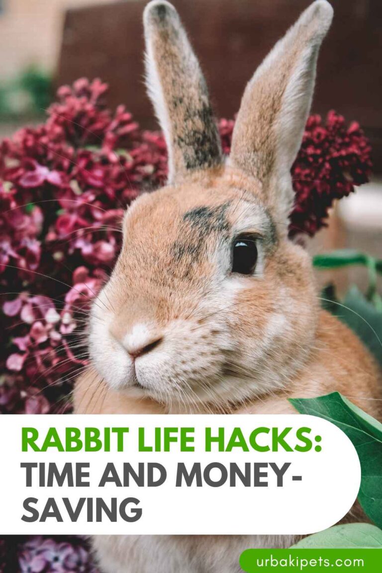 Money For Rabbit RABBIT LIFE HACKS: Time and Money-Saving – Urbaki Pets