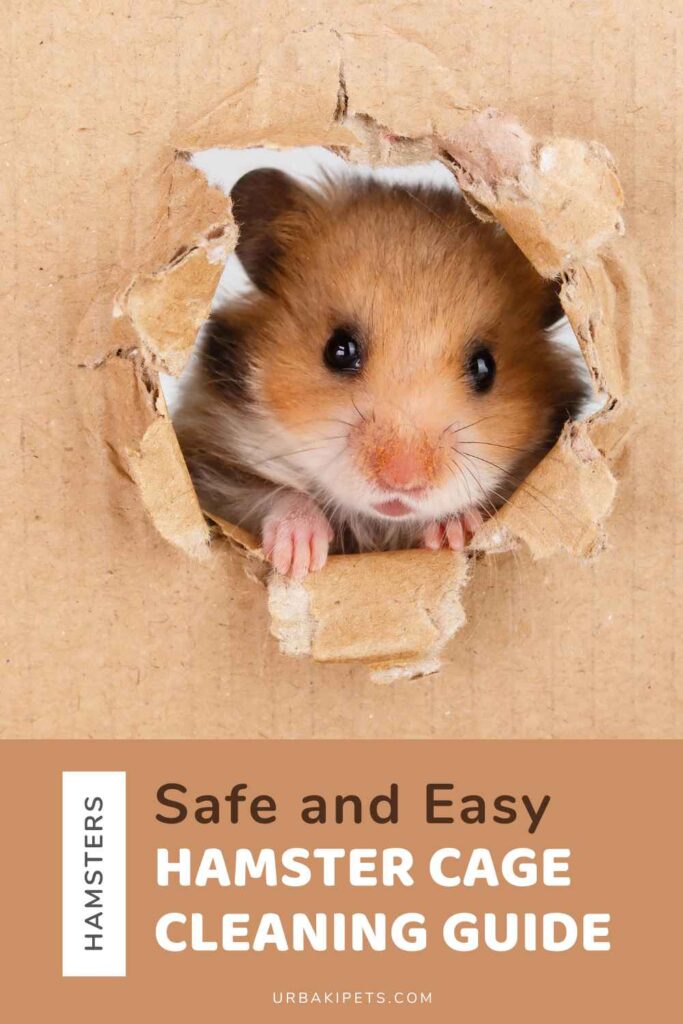 Picture Idea: Safe And Easy Hamster Cage Cleaning Guide
