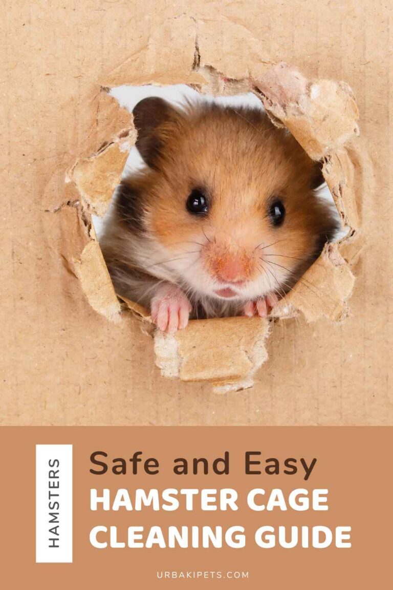 Curated visual reference: Fresh Look at Safe And Easy Hamster Cage Cleaning Guide