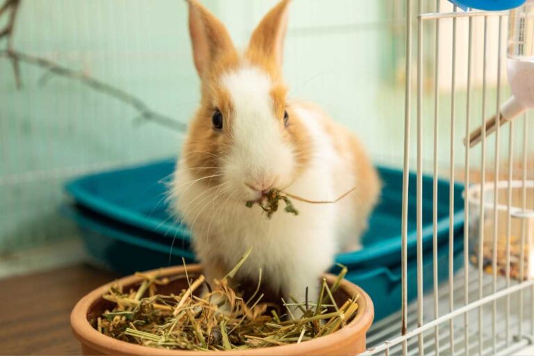 Must-Have Supplies for Rabbits of All Ages – Urbaki Pets