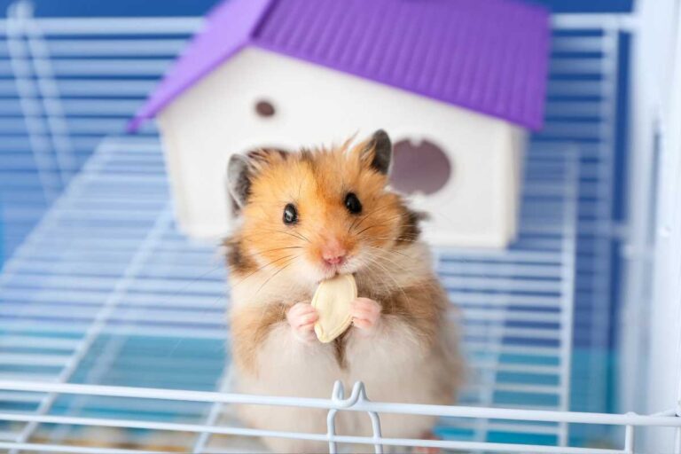 What To Expect Bringing Home Your Hamster Urbaki Pets
