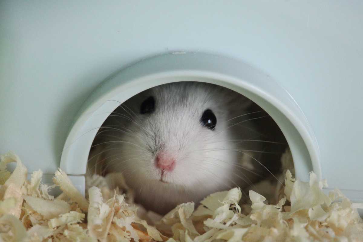 What To Expect Bringing Home Your Hamster Urbaki Pets