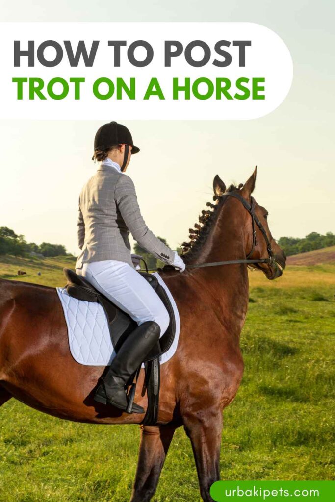 How to Post Trot On a Horse – Urbaki Pets