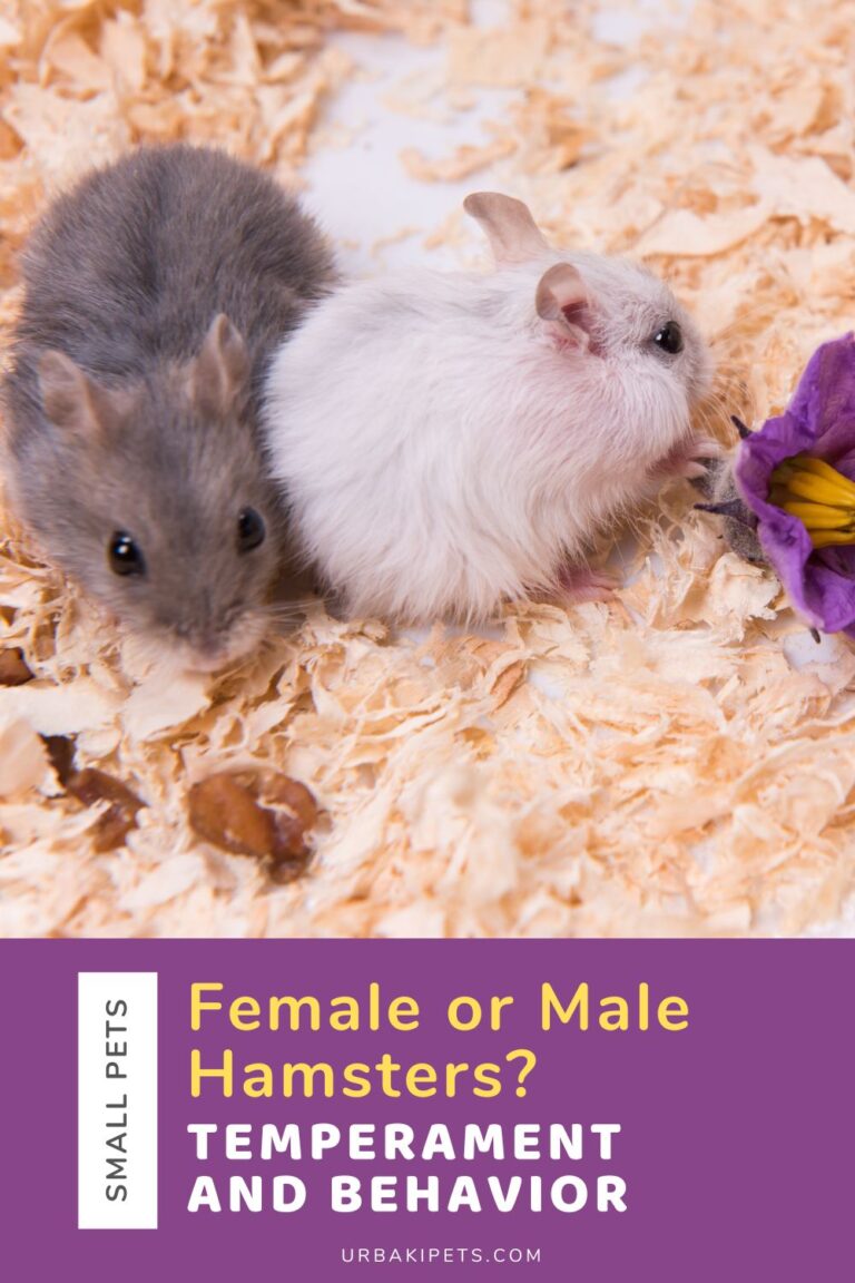 View of Female or Male Hamsters? Temperament and Behavior - Urbaki Pets