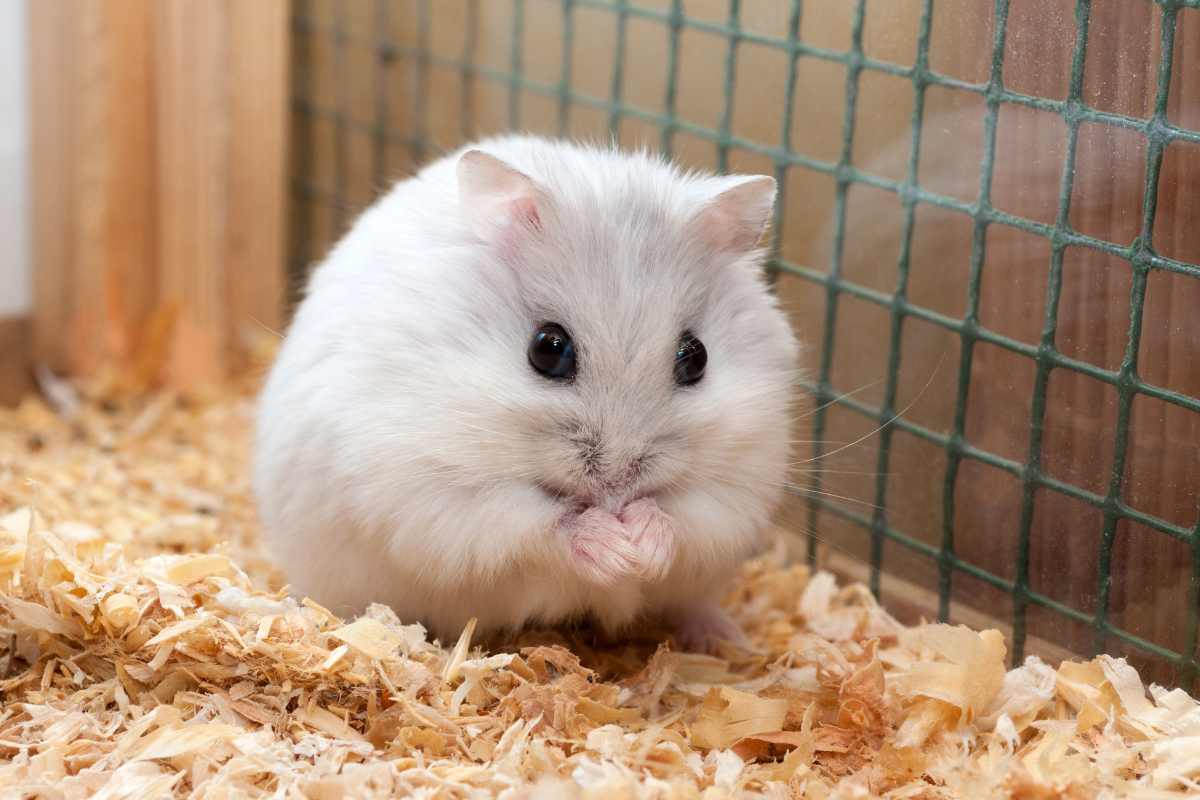Syrian VS Dwarf Hamster Care Urbaki Pets