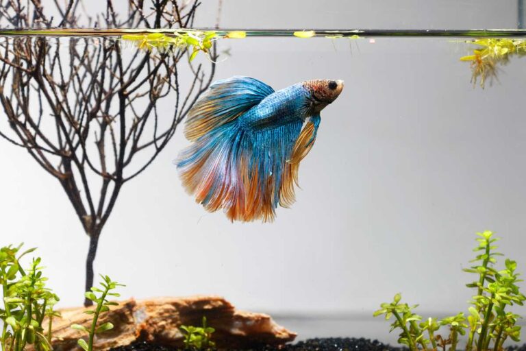Budget-Friendly Aquarium: 10 Cheapest Pet Fish to Own – Urbaki Pets