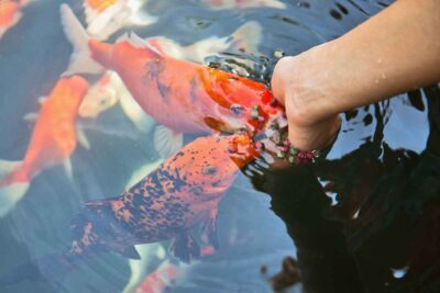 Essential Tips for a Successful Aquarium Setup and Maintenance – Urbaki ... - Home Aquarium Setup And Maintenance Guide